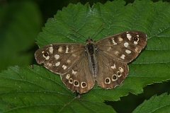 David Plant Photography - Wildlife Photography - Speckled wood - D